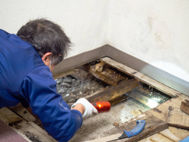 Best Toxic Mold Removal  in Sunset, UT