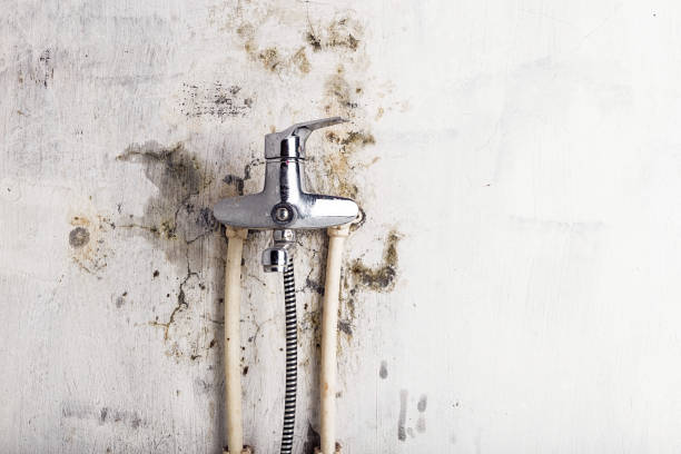 Best Certified Mold Removal  in Sunset, UT