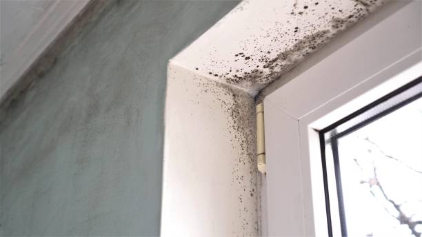 Best Mold Removal Company Near Me  in Sunset, UT