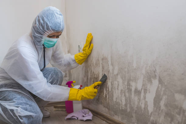 Best Commercial Mold Removal  in Sunset, UT