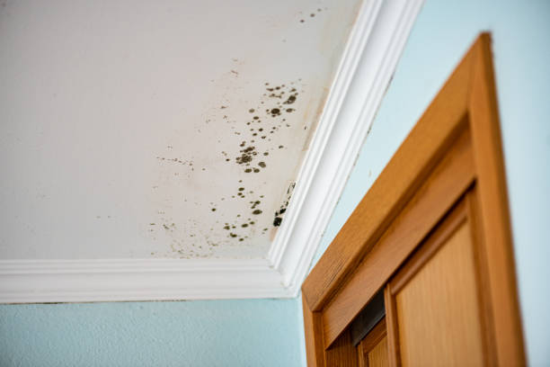 Best Emergency Mold Removal  in Sunset, UT