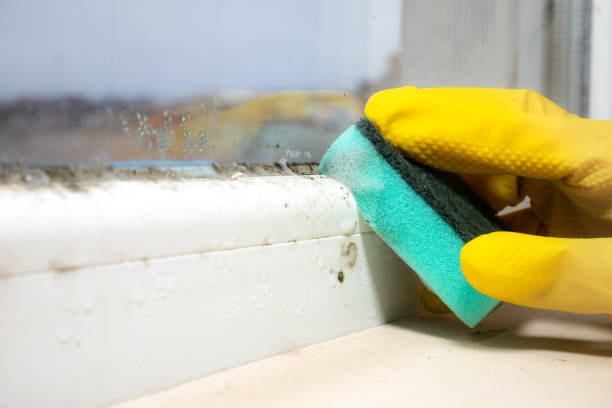 Best Same-Day Mold Removal  in Sunset, UT
