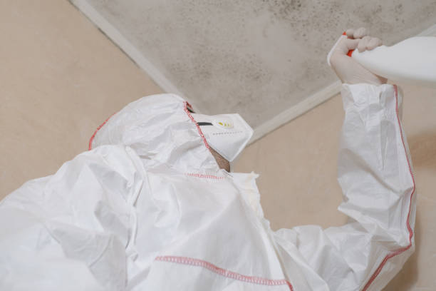 Best Mold Damage Repair  in Sunset, UT