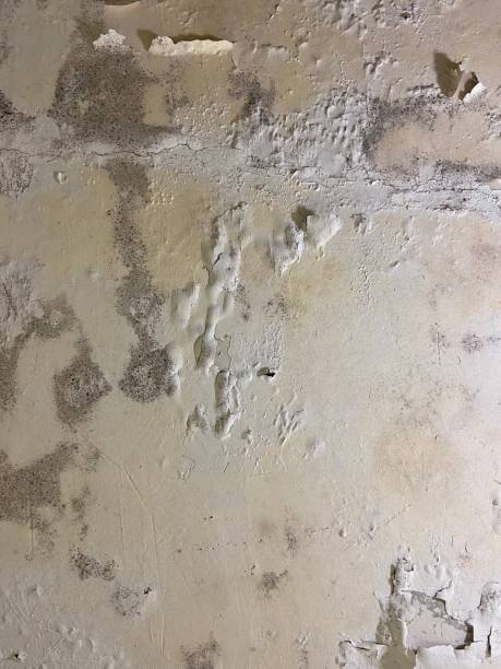 Best Black Mold Removal  in Sunset, UT