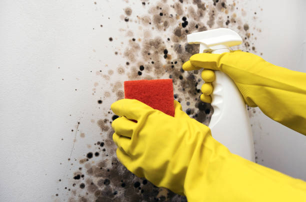 Best Residential Mold Removal  in Sunset, UT