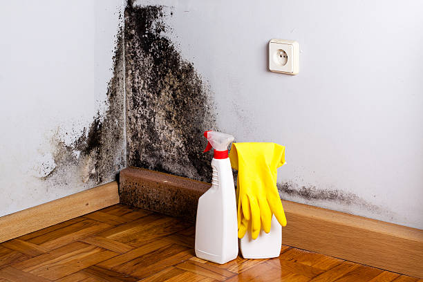 Best Mold Inspection  in Sunset, UT